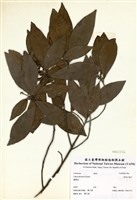藏品(屏東木薑子)的圖片